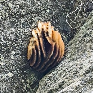 Bienenwabe