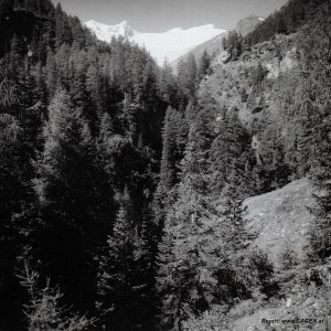 Venediger im Jahr 1951