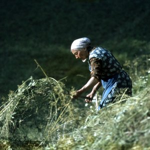 Heuarbeit Südtirol, Aufnahme um 1970