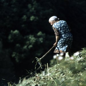Heuarbeit Südtirol, Aufnahme um 1970