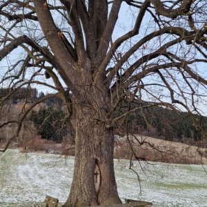 Kreuz im Baum in Aflenz