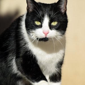 Katzenstudie