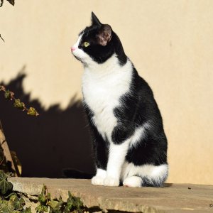 Katzenstudie