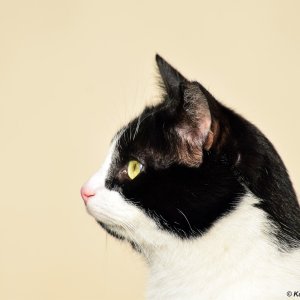 Katzenstudie