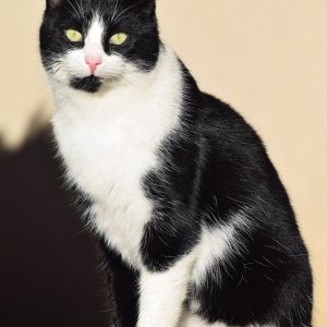 Katzenstudie