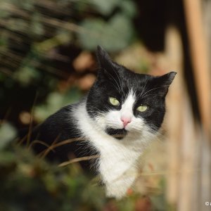 Katzenstudie