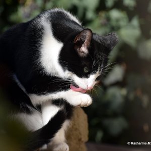 Katzenstudie