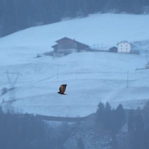 Greifvogel, Vinschgau
