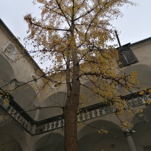 Renaissance-Arkadenhof mit Gingkobäumen