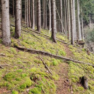 Am Weg zum Kultstein in Hadersdorf