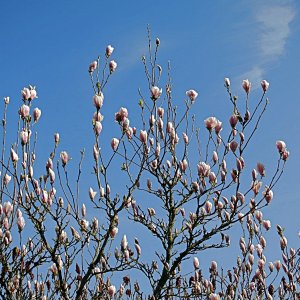 Tulpenmagnolie 1