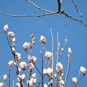 Tulpenmagnolie 2