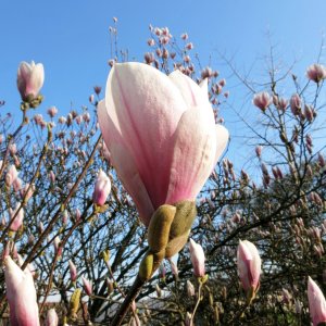 Tulpenmagnolie 3
