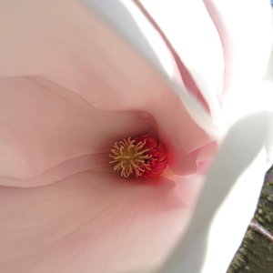 Tulpenmagnolie  4