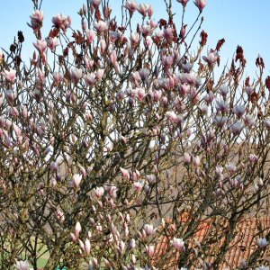 Tulpenmagnolie  5