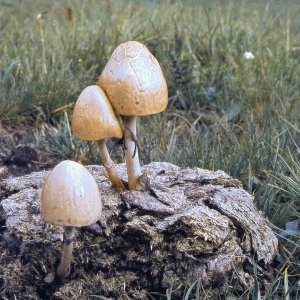 Schwammerl auf Kuhflade