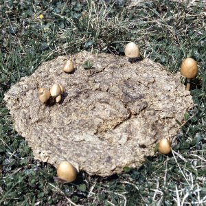 Schwammerl auf Kuhflade