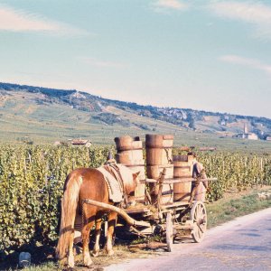 Am Weingarten Gumpoldskirchen 1957