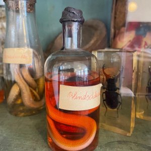 Naturgeschichte-Kabinett Schulmuseum Michelstetten