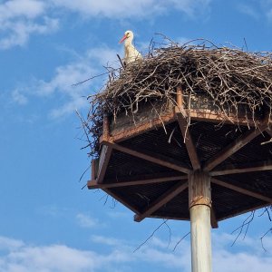 Weißstorch in Mannswörth