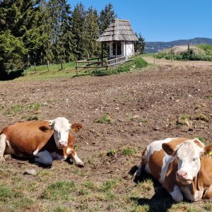 Marterl auf der Kuhweide