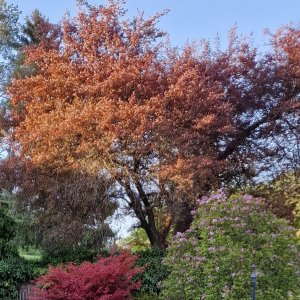 Monobloc im Garten vom Pfarrhof in St. Dionysen