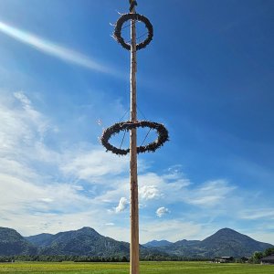 Maibaum Ebbs in Tirol