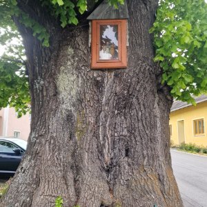 Schrein mit Heiligenfiguren im Baum, Reichpolds