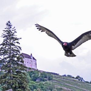Schloss Tirol