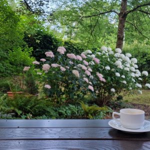 Morgenkaffee mit Hortensien im Kurpark Bad Hall