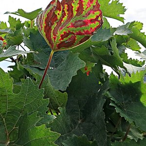 Weinherbst