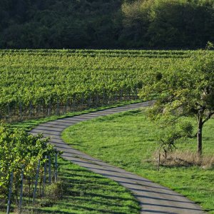 Licht-und Schattenspiel im Weinberg