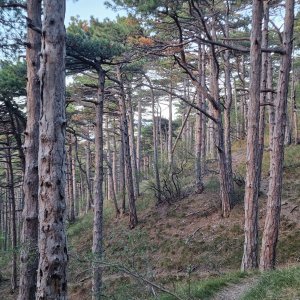 Naturpark Föhrenberg in Mödling