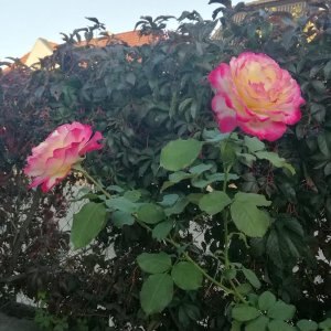 Kleine Herbstfreuden