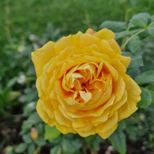 Rose im Oktober im Kurpark Oberlaa