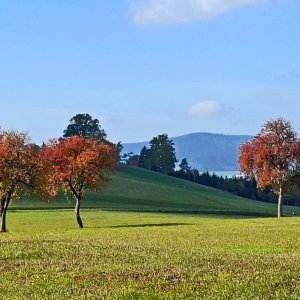 Altenfelden