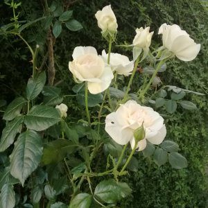 Rosenpracht