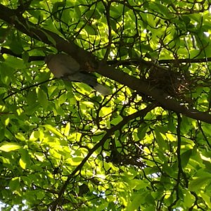 Lachtaube und ihr Nest