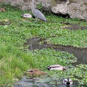 Vögel im Bach