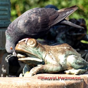 Der Frosch und die Taube