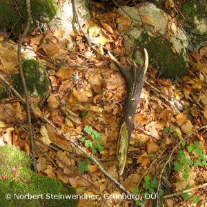 Bergbau oder Hirschbrunft, das ist hier die Frage ...