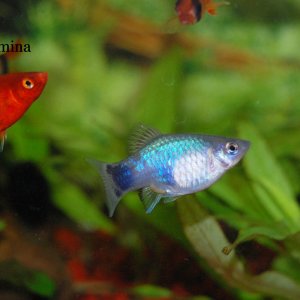 aquariumleben