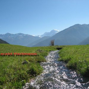 Ortler