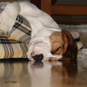 Hund mit Kater?