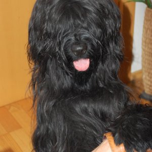 briard