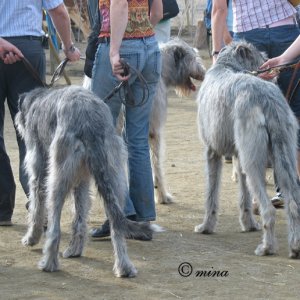 irish wolfhound