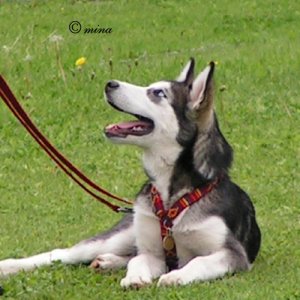 husky