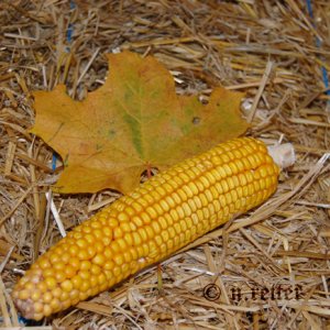 herbstzeit