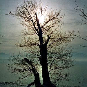 Baum am See