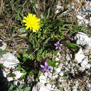 Blumen am Tunnelausgang